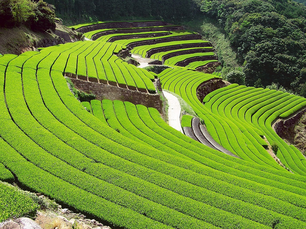 11月の展示】長崎県そのぎ茶 | 社会実験 One Kyushu ミュージアム 2021